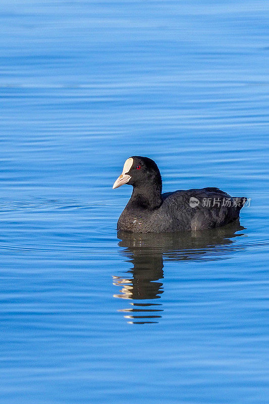 Fulica Atra子林奈。